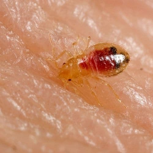 signs of bed bug infestation